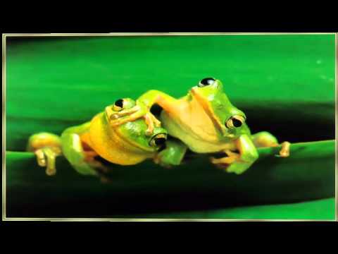 kodiya venal kalam kulangal vattiya kalam