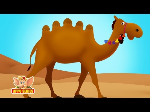 alice the camel has five humps